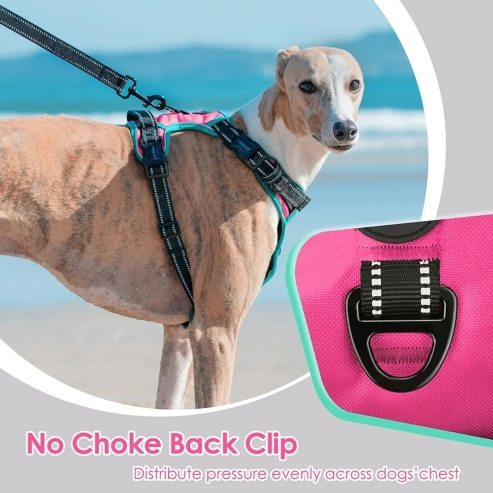PhoePet 𝐂𝐨𝐧𝐝𝐢𝐭𝐢𝐨𝐧 nwot